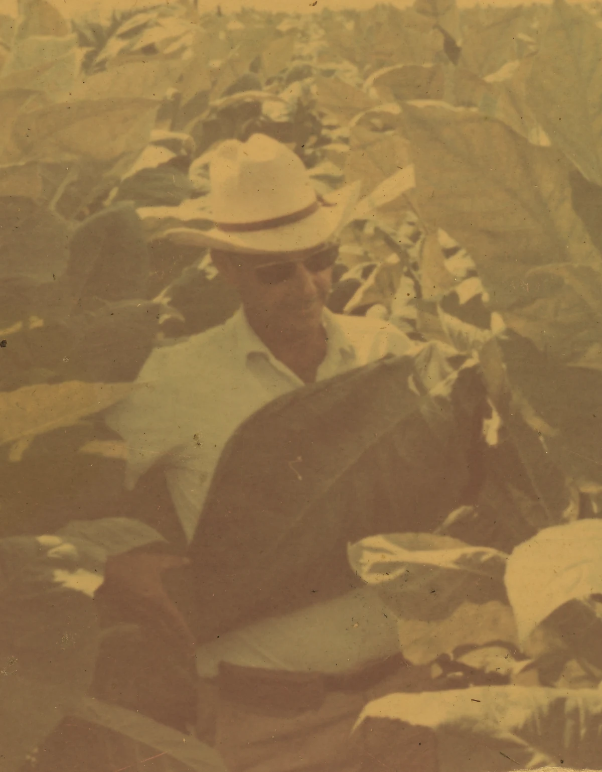 An old family print of a man in a straw hat holding a tobacco leaf in the field at Finca La Limonera