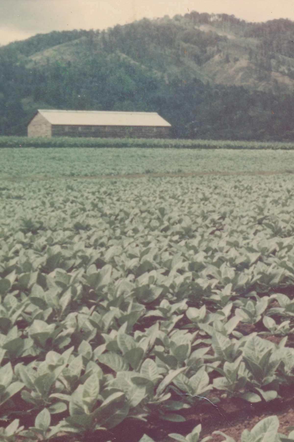 An early Plasencia photograph of a tobacco field and its curing barn under the mountains
