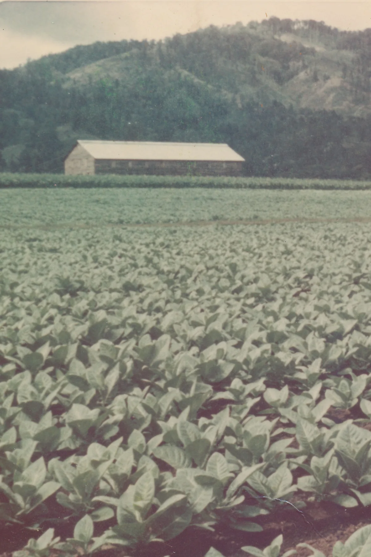 An early Plasencia photograph of a tobacco field and its curing barn under the mountains