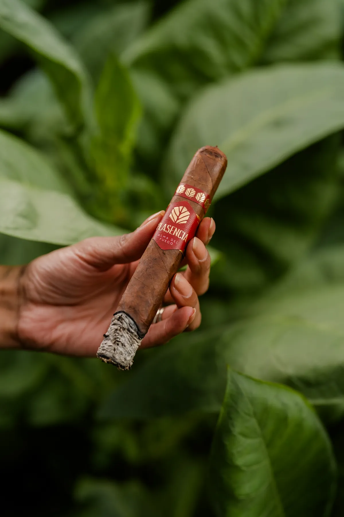 A hand holding a lit Alma del Fuego in a Plasencia tobacco field