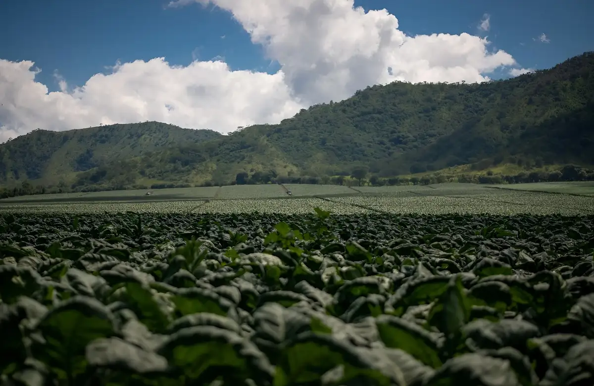 A tobacco field below forested mountains under a cloudy sky