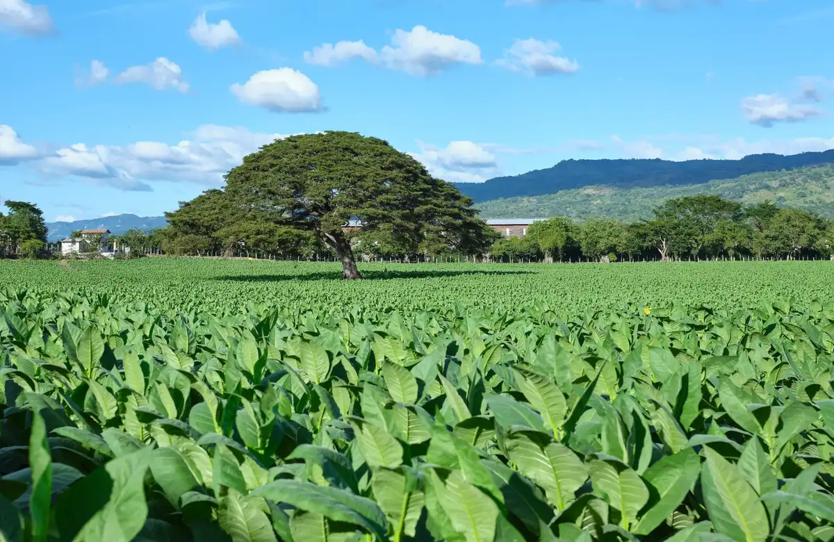 A field of tobacco in Estelí under a wide guanacaste tree