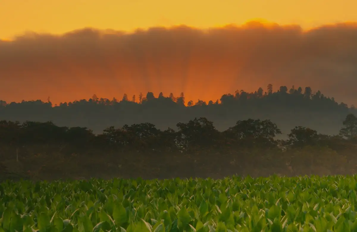 The sun setting behind the tree line over a tobacco field in the Jalapa Valley