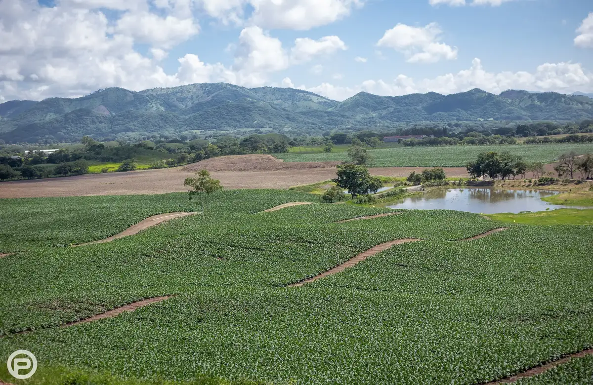 Tobacco fields and a pond in a green Honduran valley under the mountains