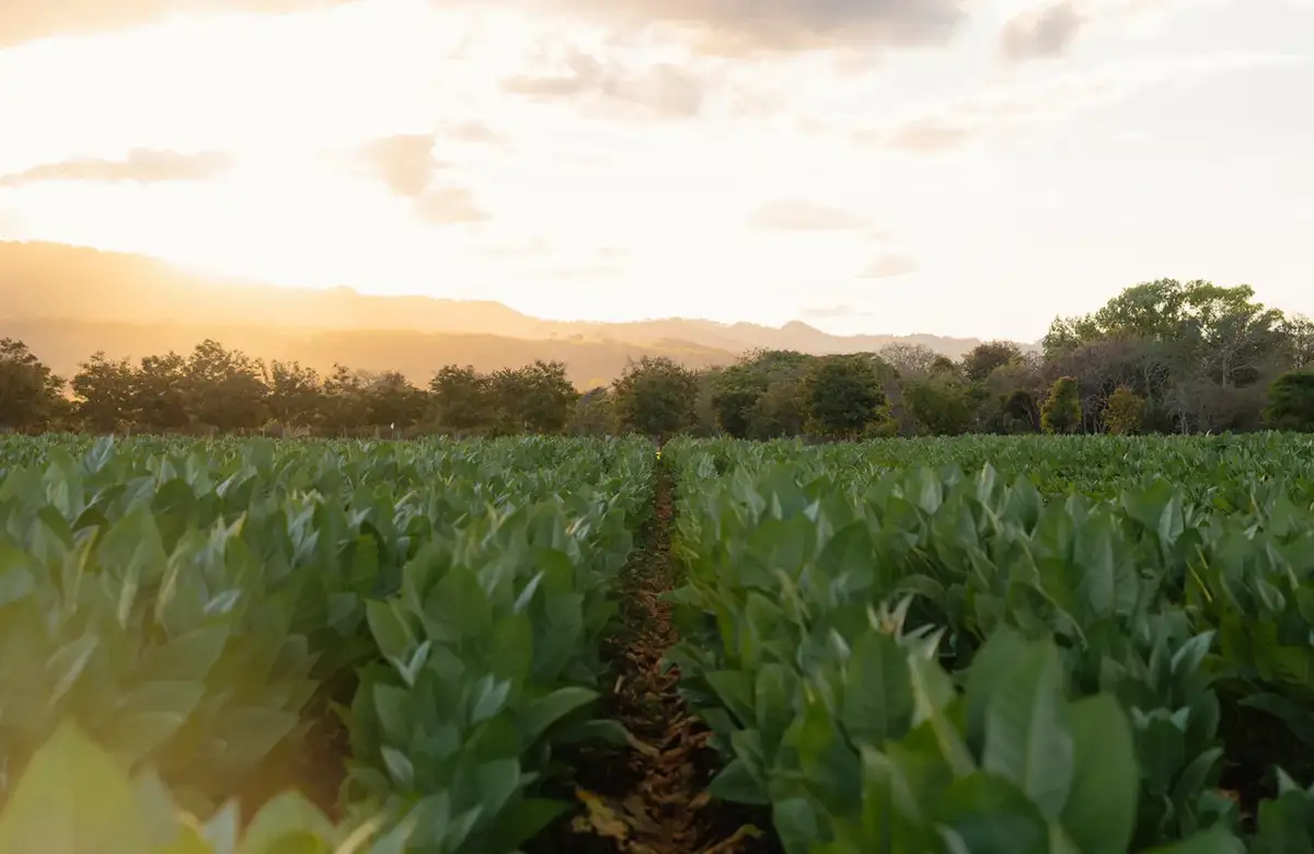 Rows of tobacco running toward the hills in the evening light