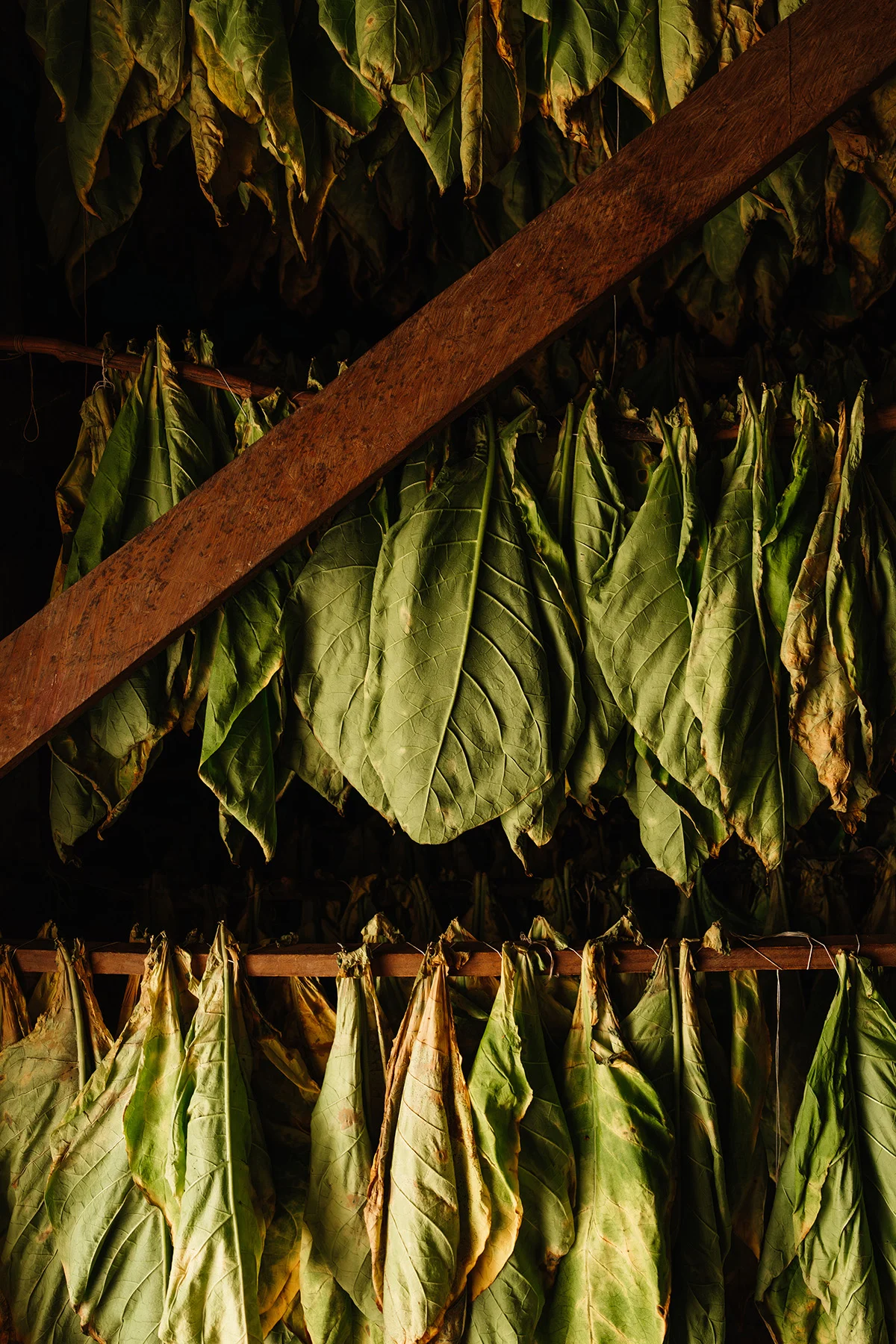 Tobacco leaves hanging in rows on the poles of a Plasencia curing barn