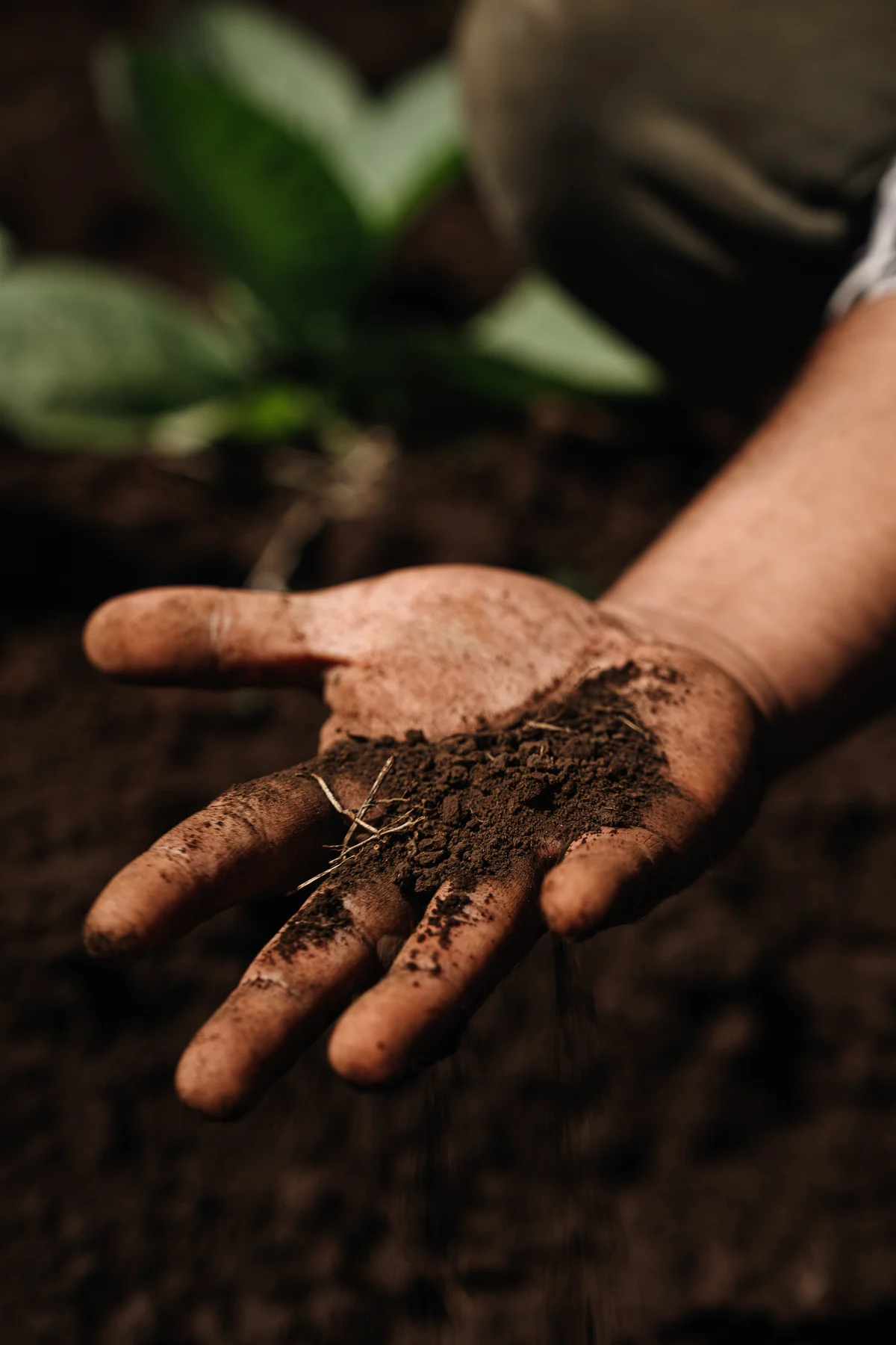 A hand holding a palm of dark, damp field soil, a tobacco seedling behind it