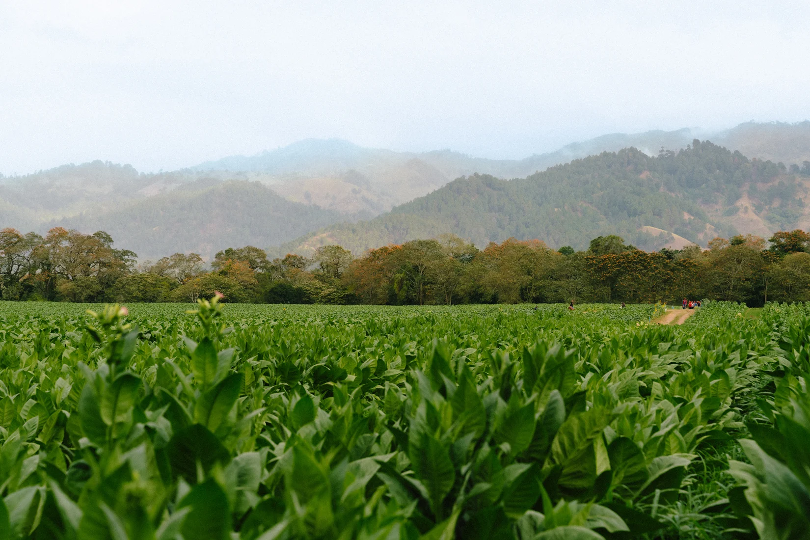 A Plasencia tobacco field running to a line of trees, hills and haze beyond them