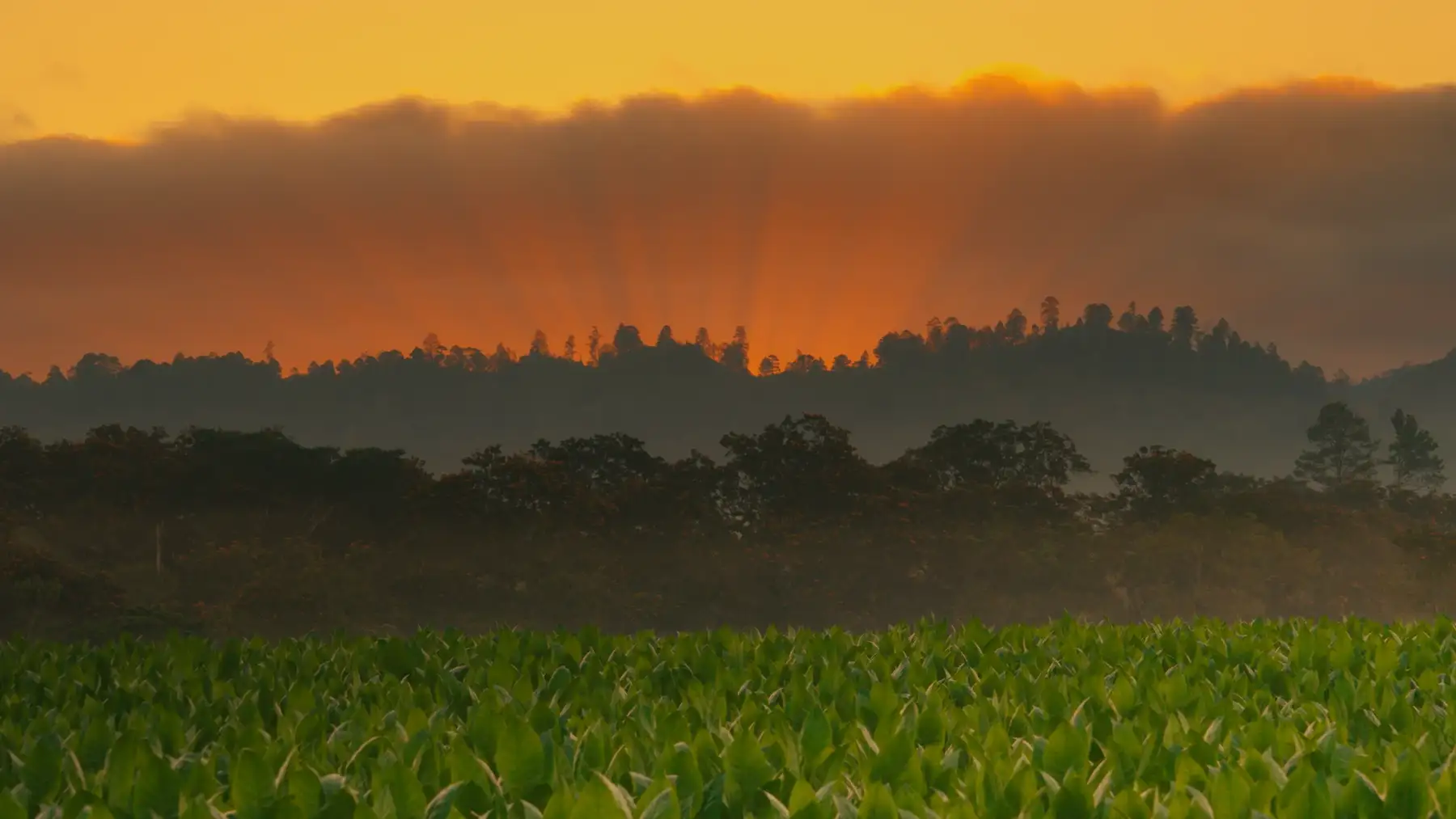 Sunset behind a wooded ridge over a Plasencia tobacco field in Jalapa