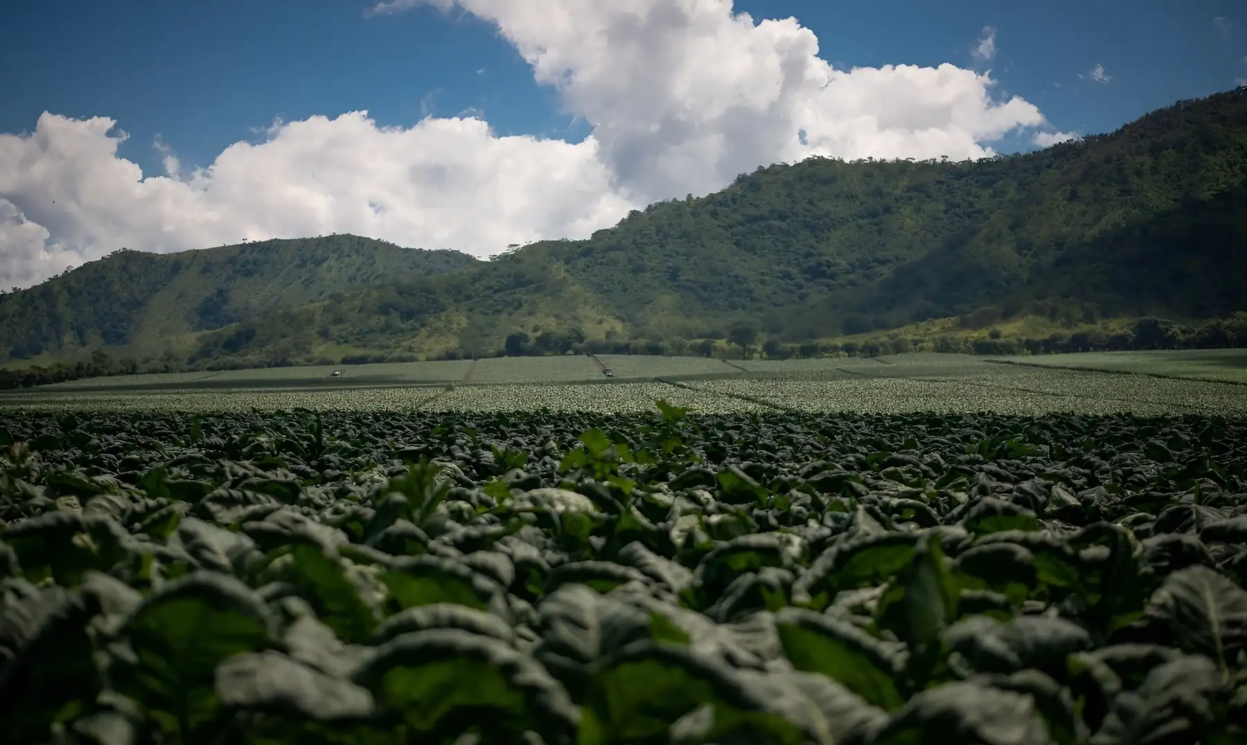 A Plasencia tobacco field in Honduras under the mountains