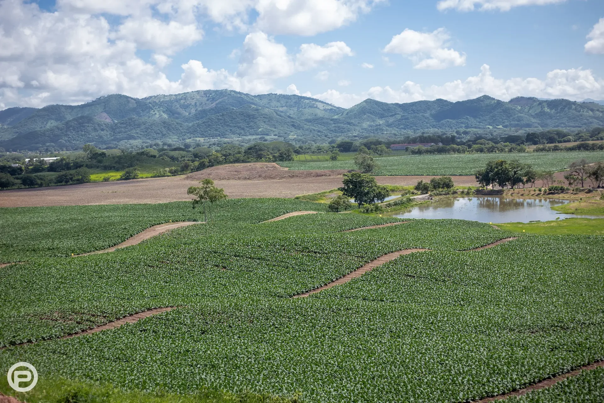 A Plasencia tobacco field in Honduras, mountains behind it and a pond at its edge
