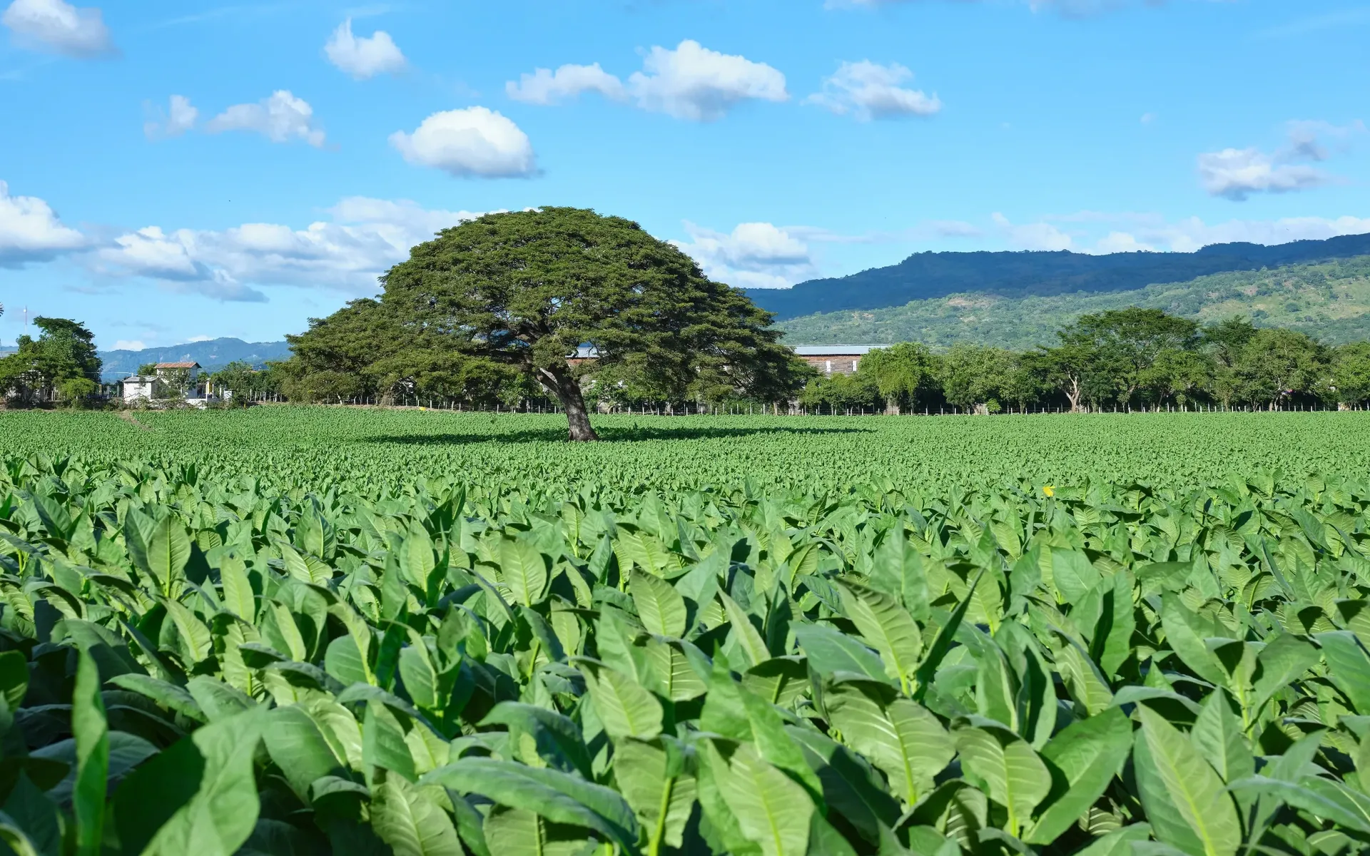 A tobacco field in Estelí under a broad tree, mountains on the horizon