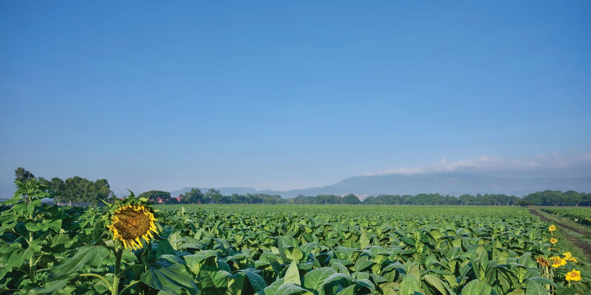 A tobacco field in flower under a clear sky, a sunflower standing at its edge and mountains on the horizon