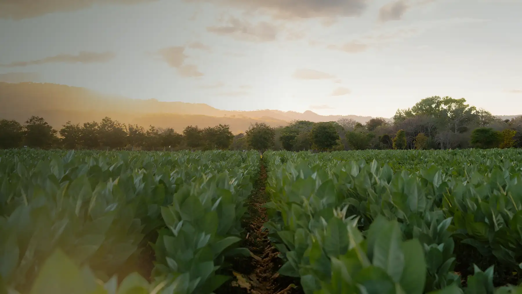 A Plasencia tobacco field at sunset, one furrow running to the treeline and hills behind it