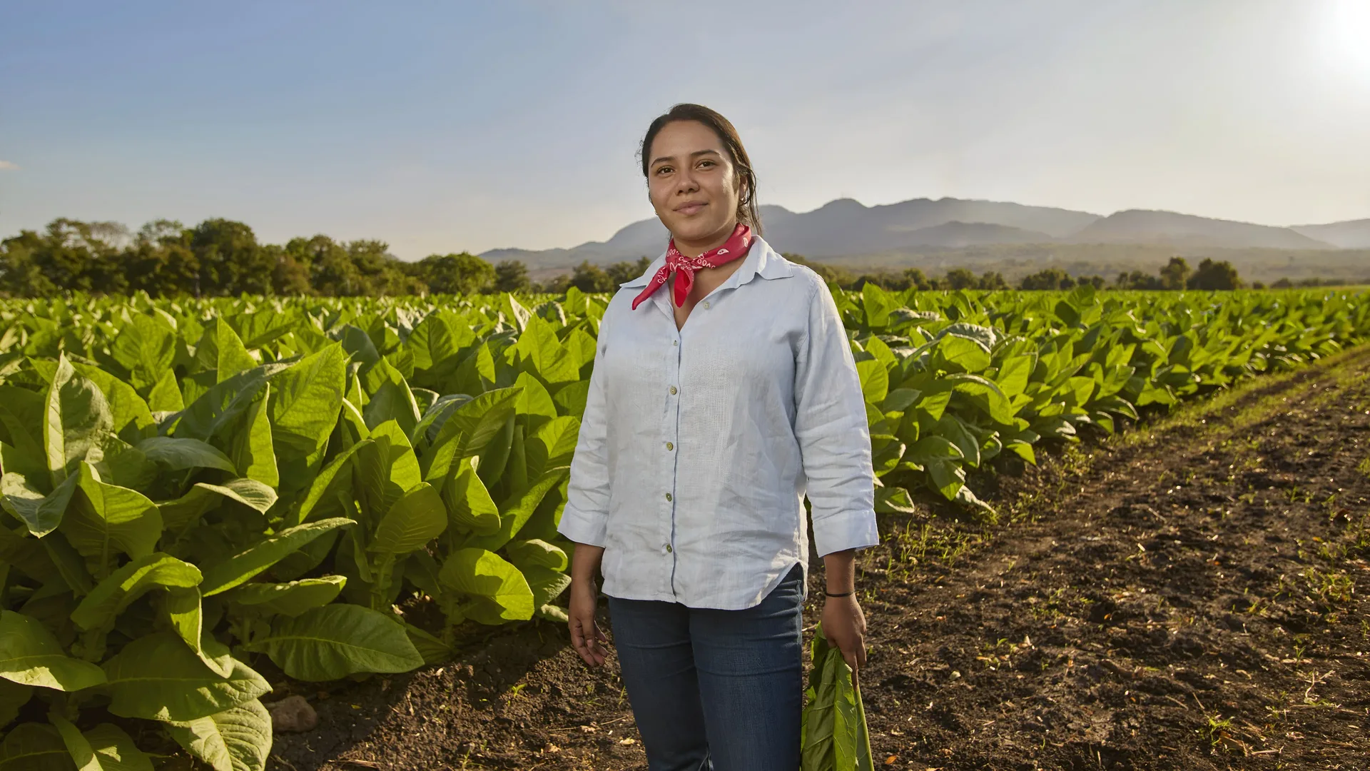 A woman in a light blue shirt and red bandana standing between rows of tobacco, mountains behind her in the afternoon light