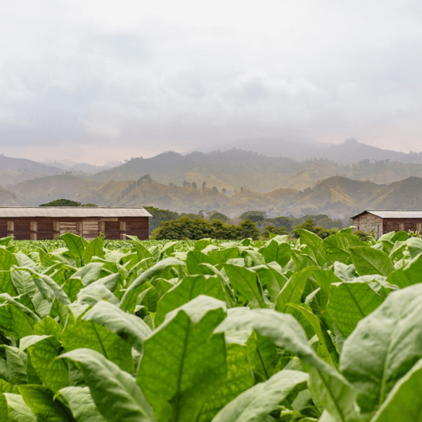 Plasencia Cigars - Cigars farm