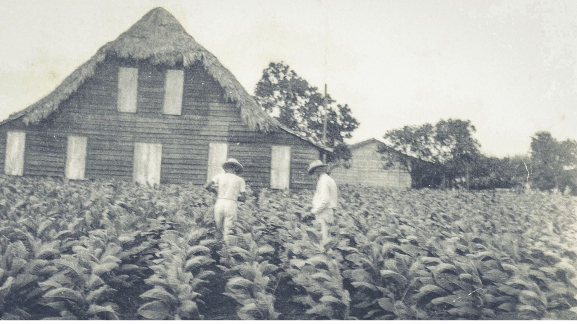 Plasencia Cigars - 1865 photo